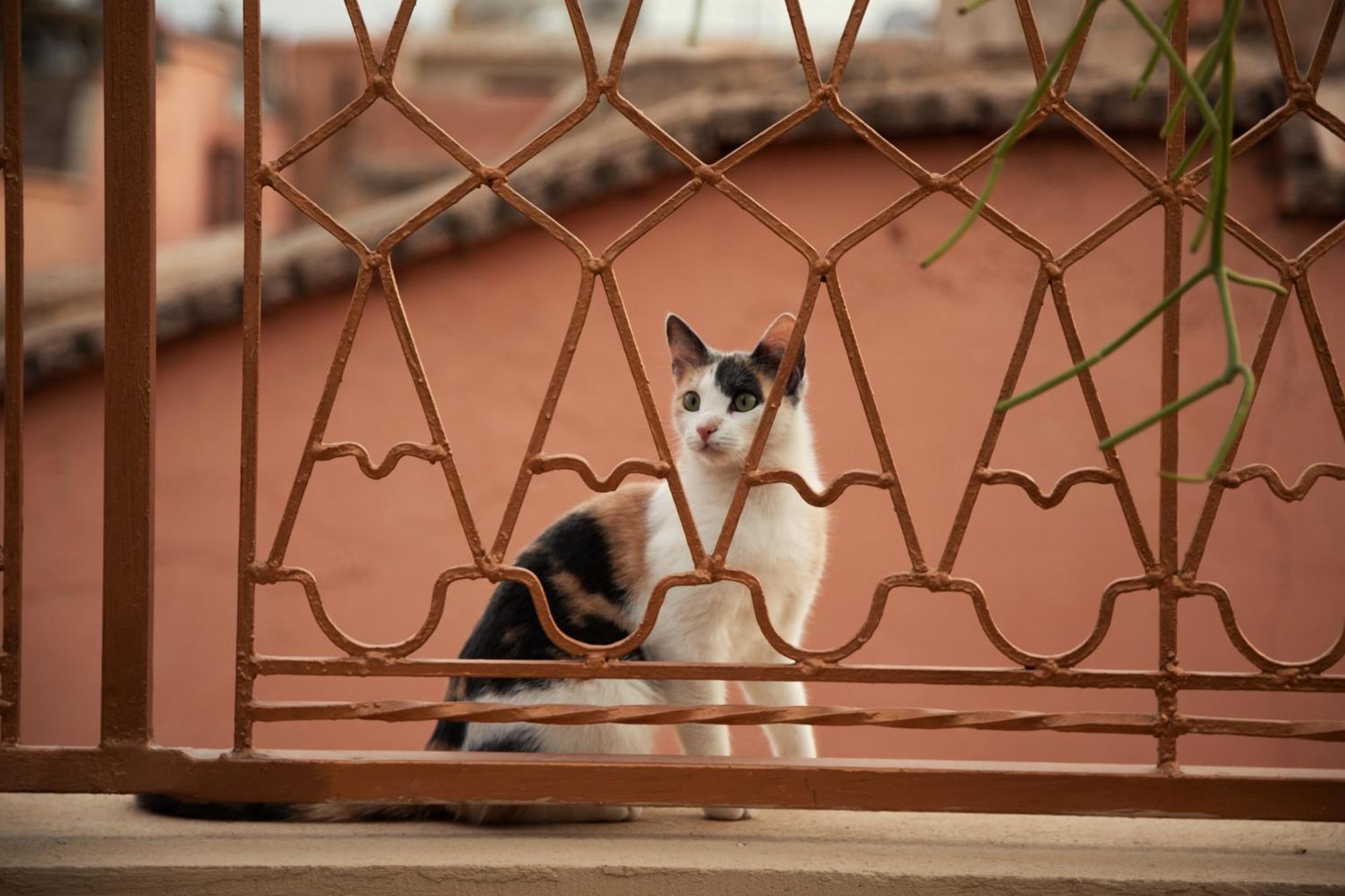 Riad Miss Caracal マラケシュ エクステリア 写真